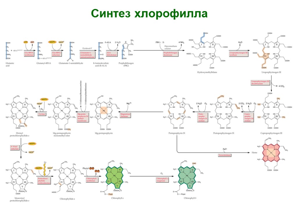 Синтез хлорофилла